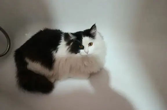 Пропал кот, Трудовая улица, Туймазы - черно-белого окраса - photo