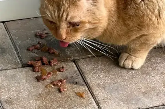 Найдена кошка, Ульяновск, фото: Найдена кошка с маленькими ушками, проспект Созидателей, Ульяновск