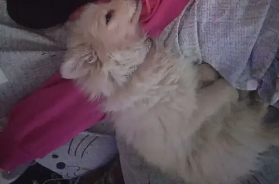 Потерянные животные Соликамск, фото: Пропала собака, мужской, улица Пушкина, 149, Соликамск - откликается на Маршал