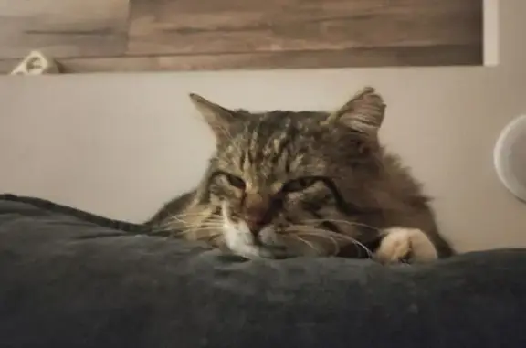 Пропал кот, 7-я Залповая улица, 51, Ростов-на-Дону - крупный и пушистый - photo