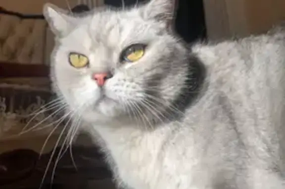 Пропал кот, Самара - бело-серый с закрученным хвостом и недовольным лицом - photo