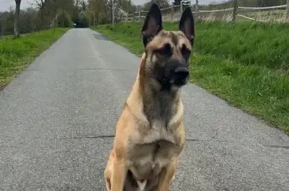 Пропала собака, мужской, СНТ Сосновка, Зеленоградский - бельгийская овчарка - photo