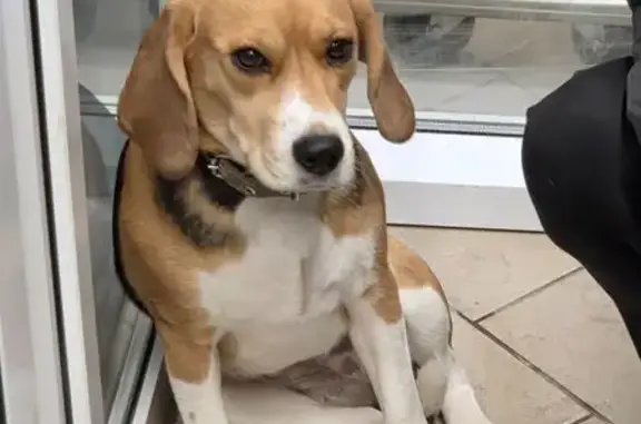 Найденные животные Чебоксары, фото: Найдена собака, улица А.В.Асламаса, Чебоксары