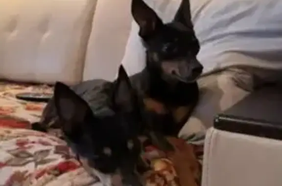 Потерянные животные Харовск, фото: Пропала собака, Клубная улица, 18А, Харовск