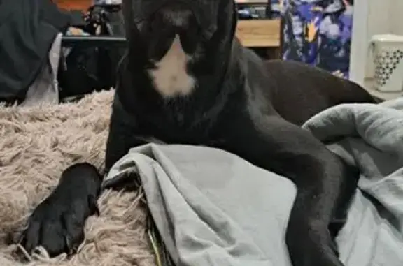 Пропала собака, девочка, Оренбургская улица, Ульяновск - photo