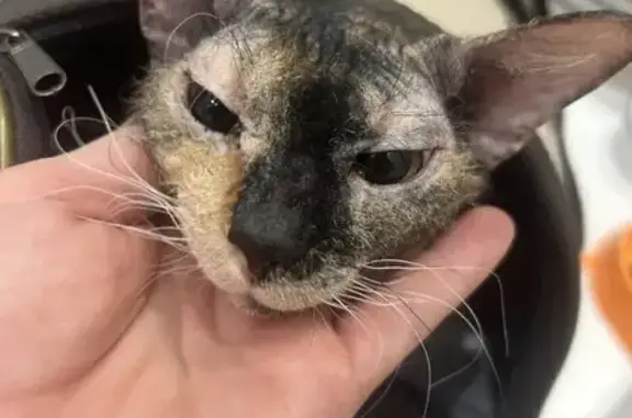 Найдена кошка, Йошкар-Ола, фото: Найдена кошка, бульвар Данилова, 8А, Йошкар-Ола - замёрзла в подъезде