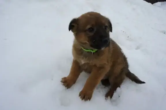 Найдена собака, Пенза, фото: Найден щенок, Пенза, Пензенская область - рыженький мальчик