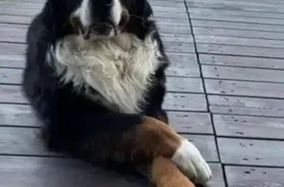 Собаки потеряшки, Карабаново, фото: Потеряшка собака, мужской, Советская улица, Карабаново - чёрно-белый с рыжим