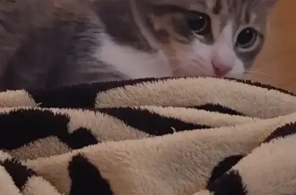 Пропал кот, 25-й переулок, городской округ Таганрог - серо-белый, полосатый - photo