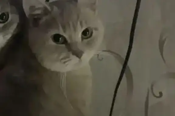 Пропал кот, 1-я Баррикадная улица, Новошахтинск - полосатый, тихо мяукает - photo