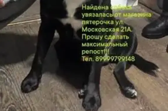 Собака чёрная, отличается в горький шоколад. Грудью белая, собака ухоженная, есть 2 шрама на лапу. Клейма нет. Знает команды, очень дружелюбный.