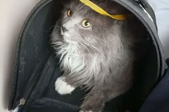 Пропал кот, Ботаническая улица, 18 к2, Петергоф - серый лохматый с белыми лапками - photo