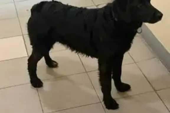 Найдена собака, Дергаево, фото: Найден собака, Дергаевская улица, 14, Дергаево - похож на лабрадора