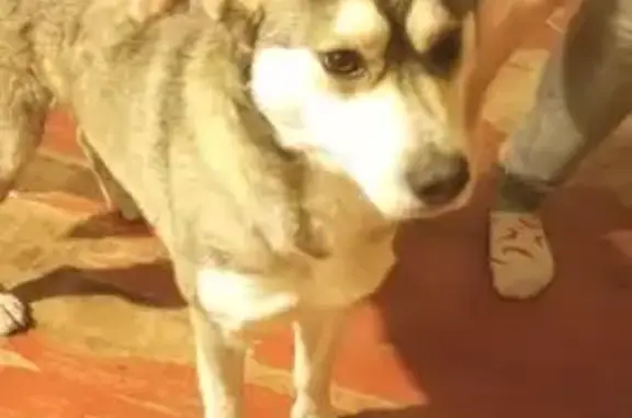 Найдена собака, Новочеркасск, фото: Найдена собака, женский пол, Пушкинская улица, 34, Новочеркасск