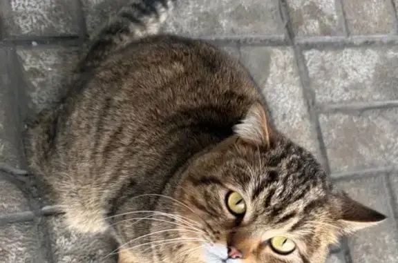 Найдена кошка, Пенза, фото: Найден кот, улица Плеханова, Пензенский городской округ - упитанный и общительный