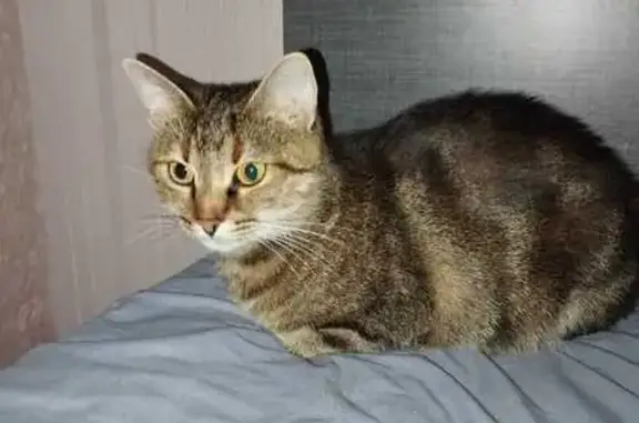 Кошки потеряшки, Балашиха, фото: Потеряшка кошка, Балашихинское шоссе, Балашиха - зовут Бусинка