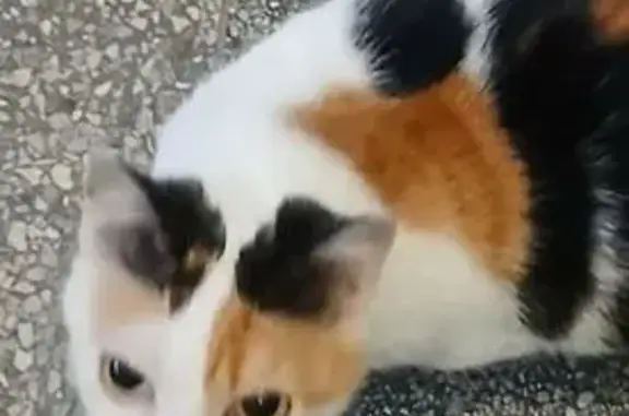 Найденные животные Нижний Тагил, фото: Найдена кошка, улица Космонавтов, 34, Нижний Тагил - трёхцветная, ухоженная