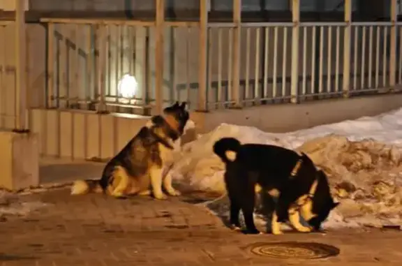 Найдена собака, Мурино, фото: Найден собака, мужской, Скандинавский проезд, 2, Мурино