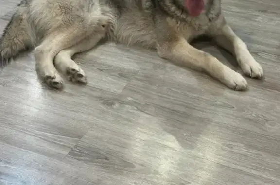 Найдена собака, Ярославль, фото: Найден собака, Большая Октябрьская улица, Ярославль - карие глаза, очень контактный