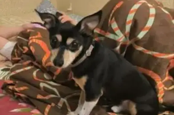 Пропал собака, Марьинский бульвар, Москва - чёрно-подпалый мальчик - photo