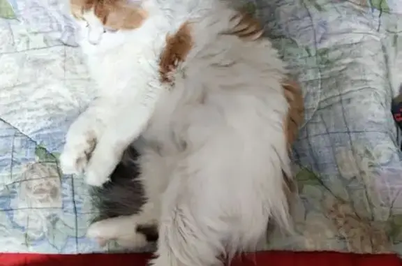 Пропала кошка, площадь Революции, Самара - трёхцветка, больше белого цвета - photo