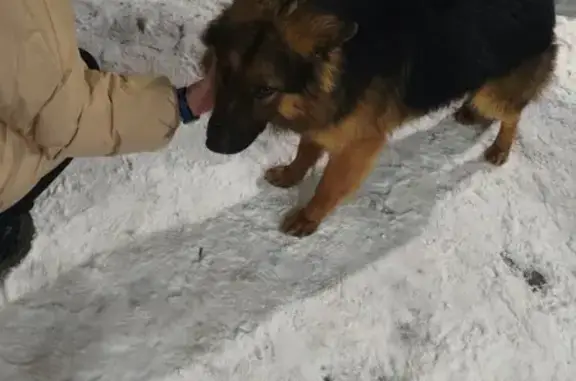 Найденные животные Чебоксары, фото: Найдена собака, мужской, улица Болгарстроя, 9/11, Чебоксары