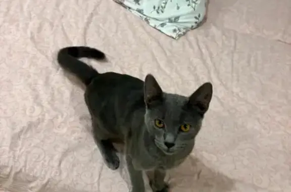 Найдена кошка, Гуково, фото: Найдена кошка, улица Ковалёва, 45, Гуково