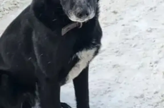 Поиск домашних животных, фото: Найден собака, улица Лесные Поляны, 35, Балашиха - молодой кобель с черным ошейником