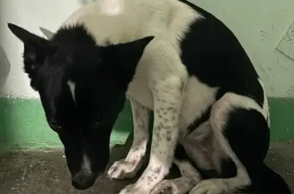 Найдена собака, Мурманск, фото: Найдена собака, женский пол, улица 50 лет Октября, 27, Кировск, Мурманск