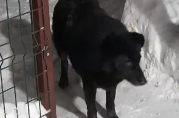 Пропал собака, Центральная улица, 29, Андреевское сельское поселение - черный, пушистый, тигровые подпалины - photo