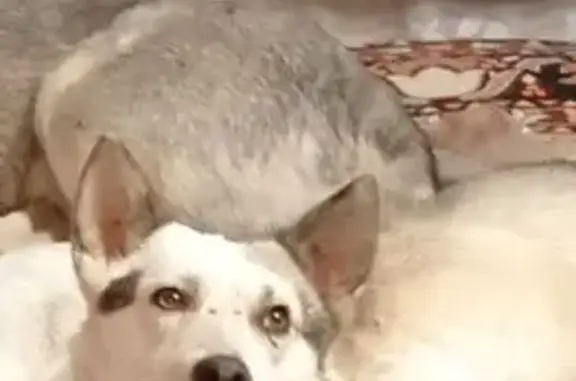 Пропала собака, мужской, Огородная улица, 91В, Саратов - сероватое правое ухо - photo