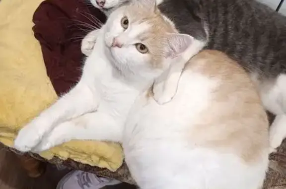 Пропал кот, улица 8 Марта, Кохма - рыжий с белым и голубым ошейником - photo