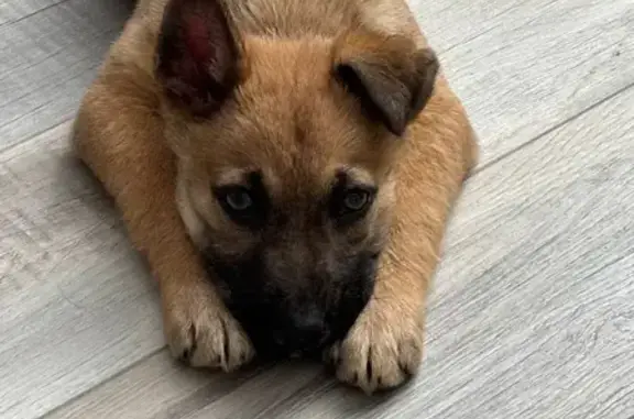 Найдена собака, Волгоград, фото: Найдена собака, Бурейская улица, 2А, Волгоград - щеночек, очень добрый малыш