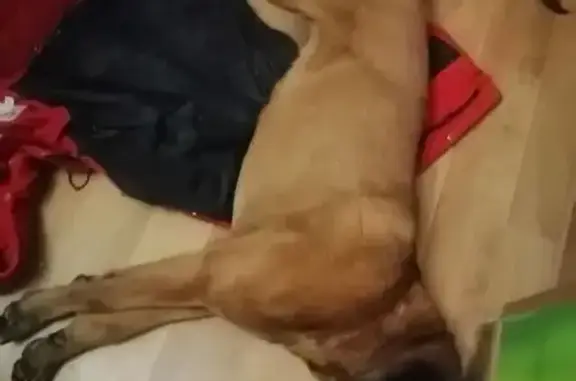 Найдена собака, Энгельс, фото: Найдена собака, улица Волоха, Энгельс - породистая, молодая, в ошейнике