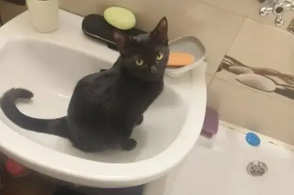 Пропала кошка, Зелёный проспект, 61, Москва - чёрная, 7 месяцев - photo