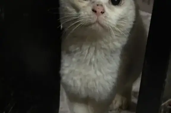Найдена кошка, Чебоксары, фото: Найден кот, ул. Водопроводная 22, Чебоксары - полностью белый