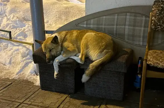 Найдена собака, Пенза, фото: Найдена собака, Ладожская улица, 59, Пензенский городской округ - светло-коричневый окрас