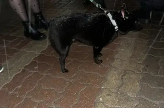 Найдена собака, Белгород, фото: Найден собака, улица Попова, 17, Белгород - черный с зеленым поводком