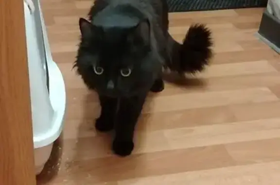 Найдена кошка, Нижний Новгород, фото: Найдена кошка, Молодёжный проспект, 40, Нижний Новгород - чёрный, спокойный и тактильный