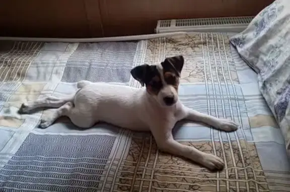 Собаки потеряшки, ище, фото: Потеряшка собака, Городище, Волгоградская область - белая с черно-рыжей маской