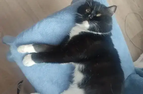 Найдена кошка, Казань, фото: Найдена кошка, улица Закиева, 21, Казань - мальчик, похож на шотландца