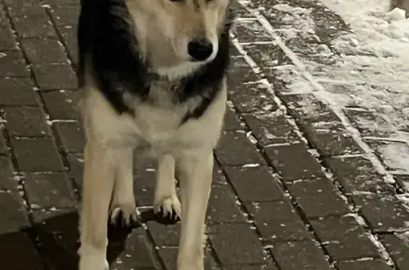 Найдена собака, Мисайлово, фото: Найдена собака, Литературный бульвар, Мисайлово - белый-черный окрас, знает команды