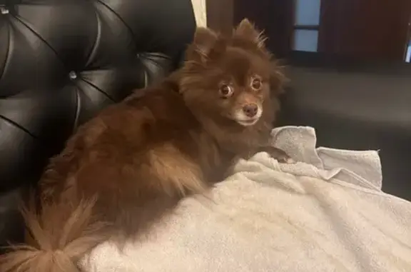 Найдена собака, Люберцы, фото: Найдена собака, проспект Победы, Люберцы