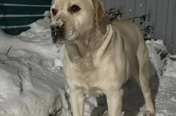 Пропал собака, мужской, улица Котовского, Анна - крупное телосложение - photo