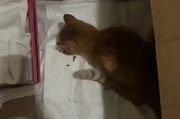 Найдена кошка, Николо-Урюпино, фото: Найдена кошка, Николо-Урюпино, Московская область - рыжая