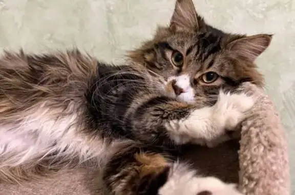 Кошки потеряшки, Москва, фото: Потеряшка кот, Плавский проезд, 6, Москва - короткий и пушистый хвост