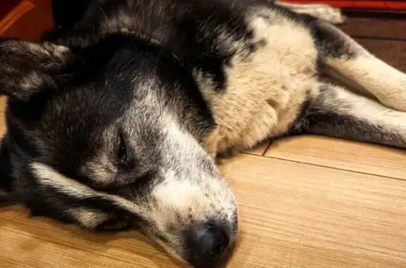 Найдена собака, Санкт-Петербург, фото: Найдена собака, проспект Народного Ополчения, Санкт-Петербург - воспитанная, ухоженная