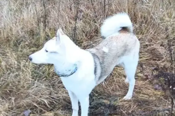 Пропала собака, женская, Советская улица, Барановка - photo