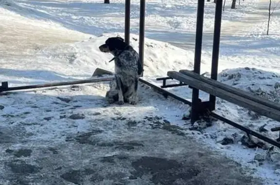 Найденные животные Хабаровск, фото: Найдена собака, улица Дзержинского, 68, Хабаровск - пятнистая