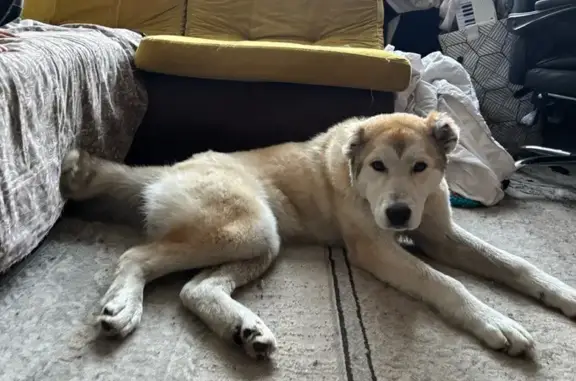 Найденные животные Красноярск, фото: Найдена собака, ул. Ленинградская, Красноярск - сука с зелёным ошейником